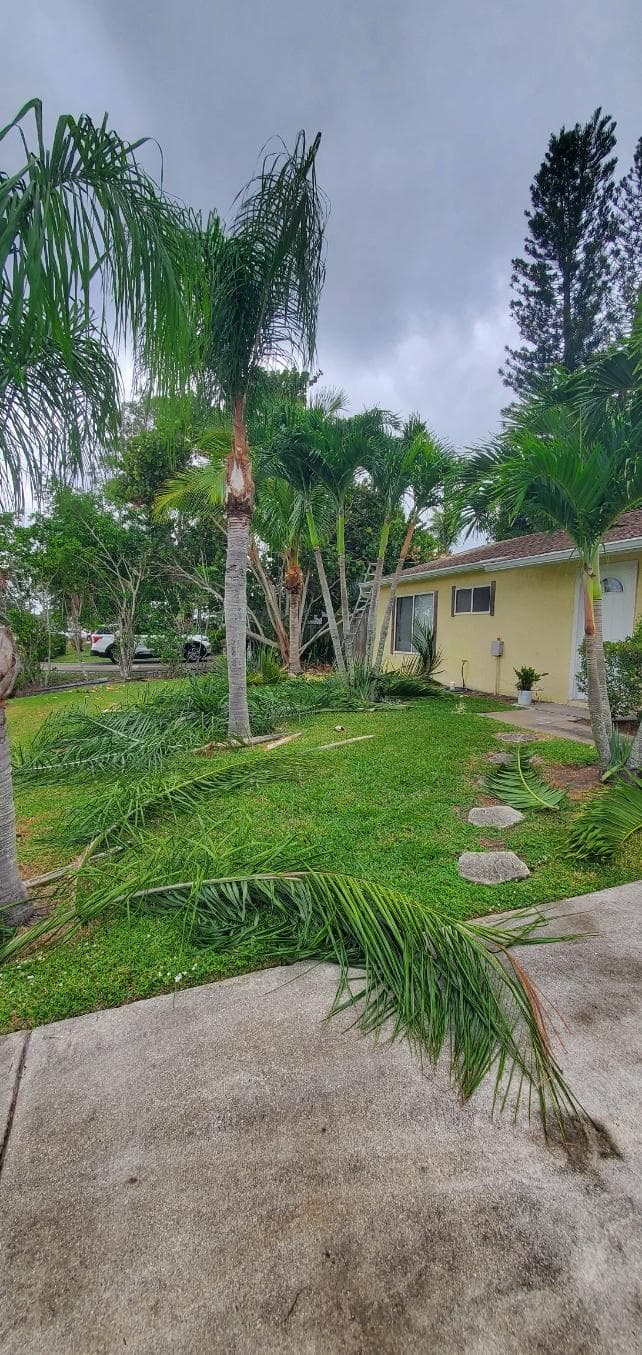 Professional tree trimming and removal service in West Palm Beach by Domi Landscape